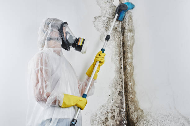 Best Mold Testing  in Blue Jay, OH