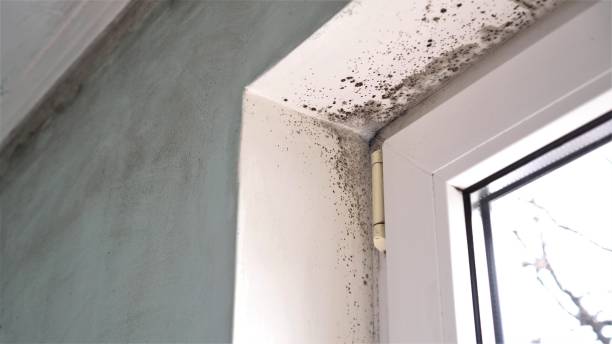 Best Home Mold Removal  in Blue Jay, OH
