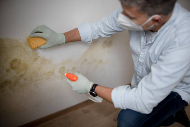 Best Black Mold Removal  in Blue Jay, OH