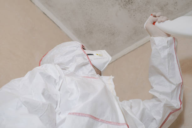 Best Mold Remediation Experts  in Blue Jay, OH