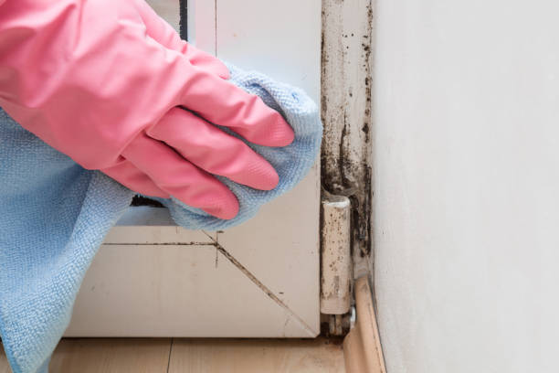 Best Local Mold Removal Service  in Blue Jay, OH